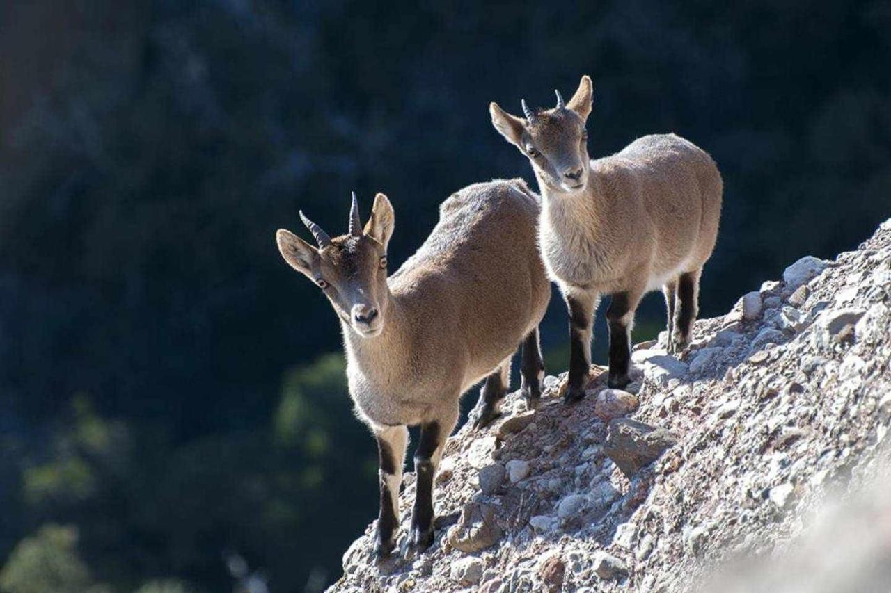 Xalet De La Muntanya El Brucmontserrat Dış mekan fotoğraf